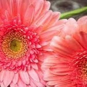 Meet your Posher, Vivian